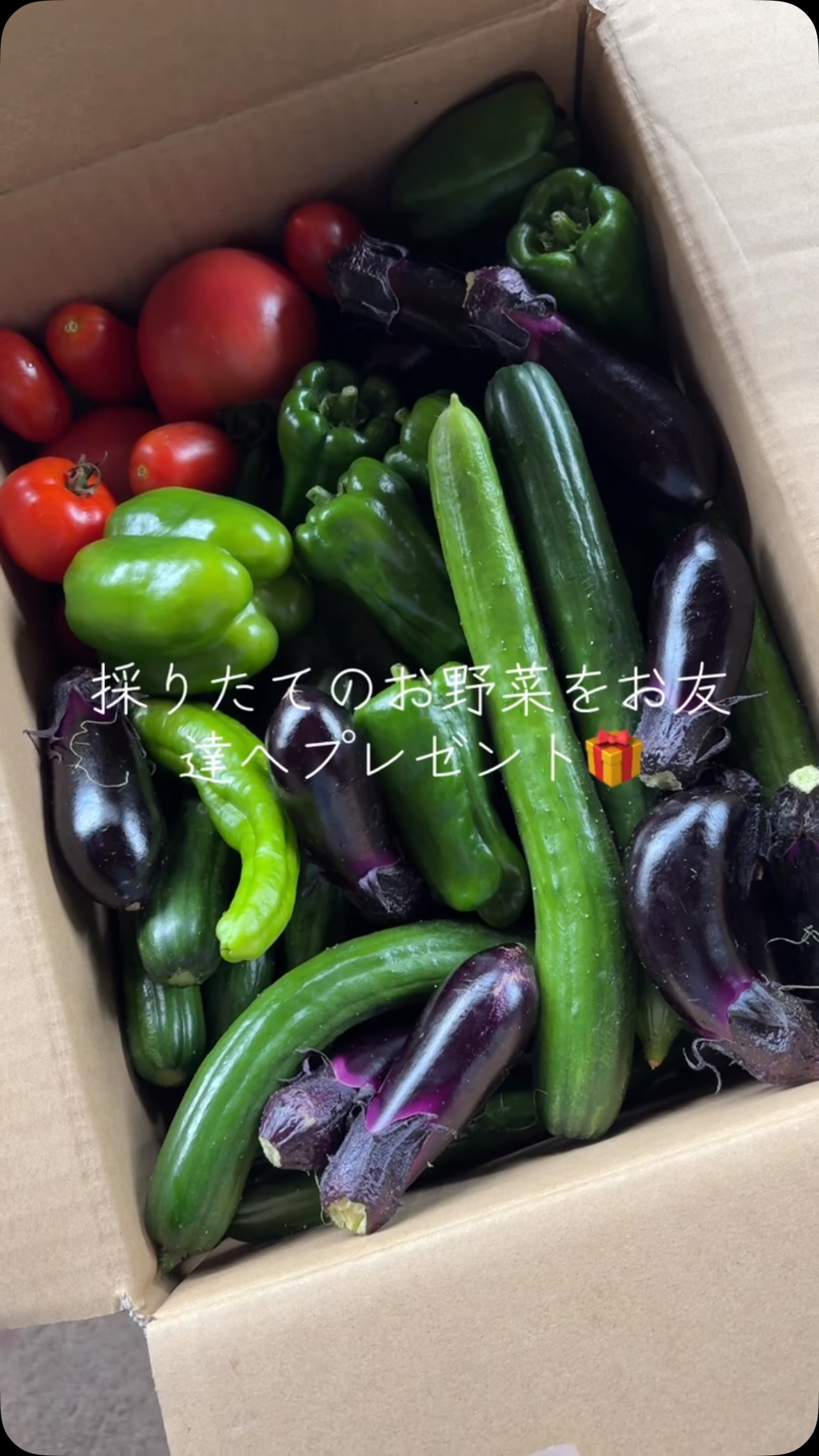 今日は雨の中、プルーンの最後の収穫をしました！️ アップルキ