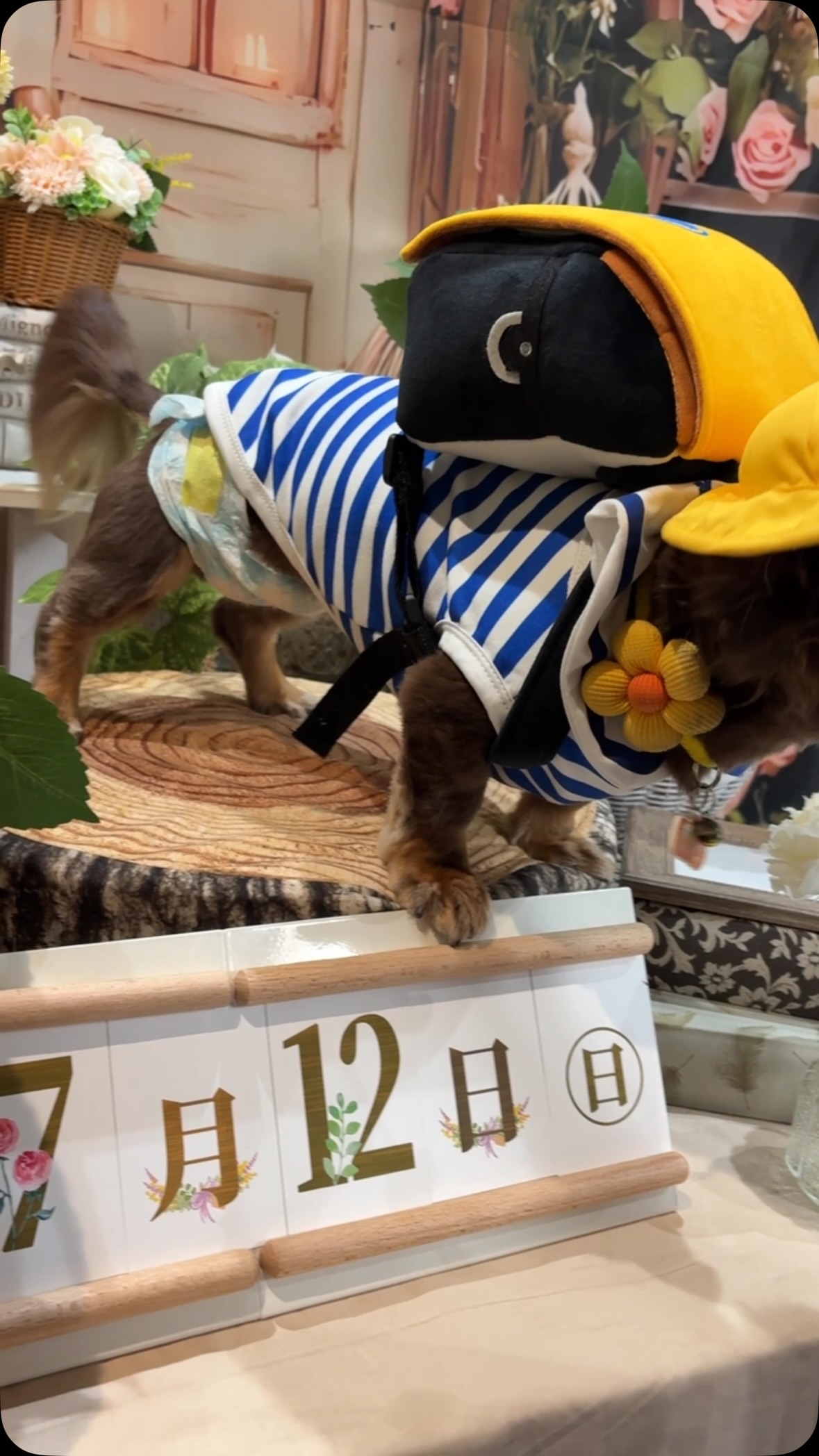 我が家のアイドル、ケンちゃん