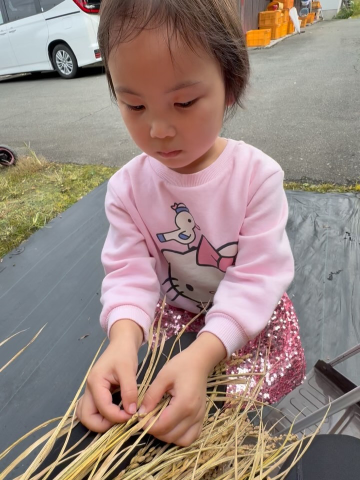 ‍✨ 稲刈り体験と手で脱穀するのは、昔ながらの手作業のむずか