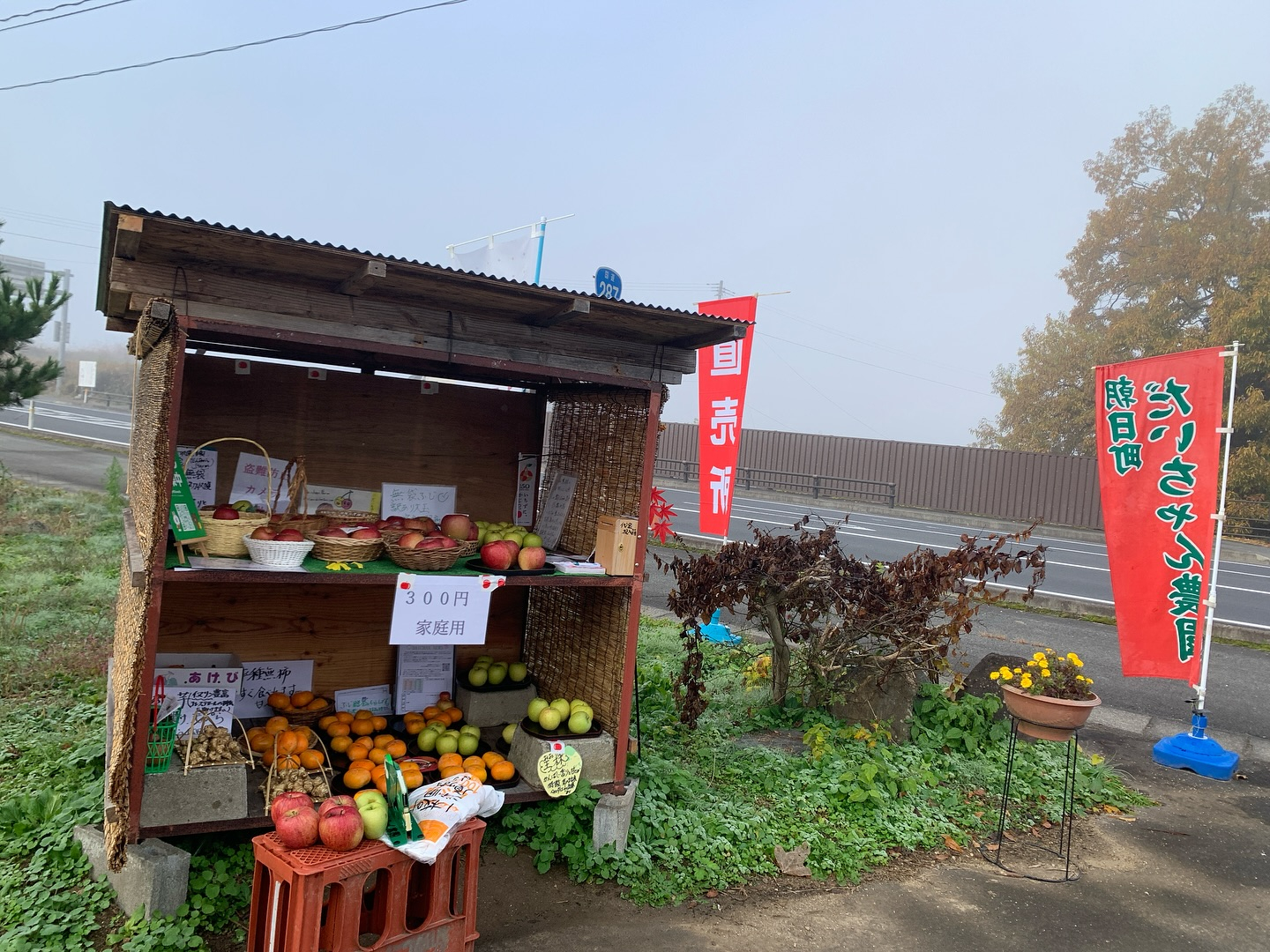 おはようございます！今日は待ちに待った朝日町のりんご祭りが開