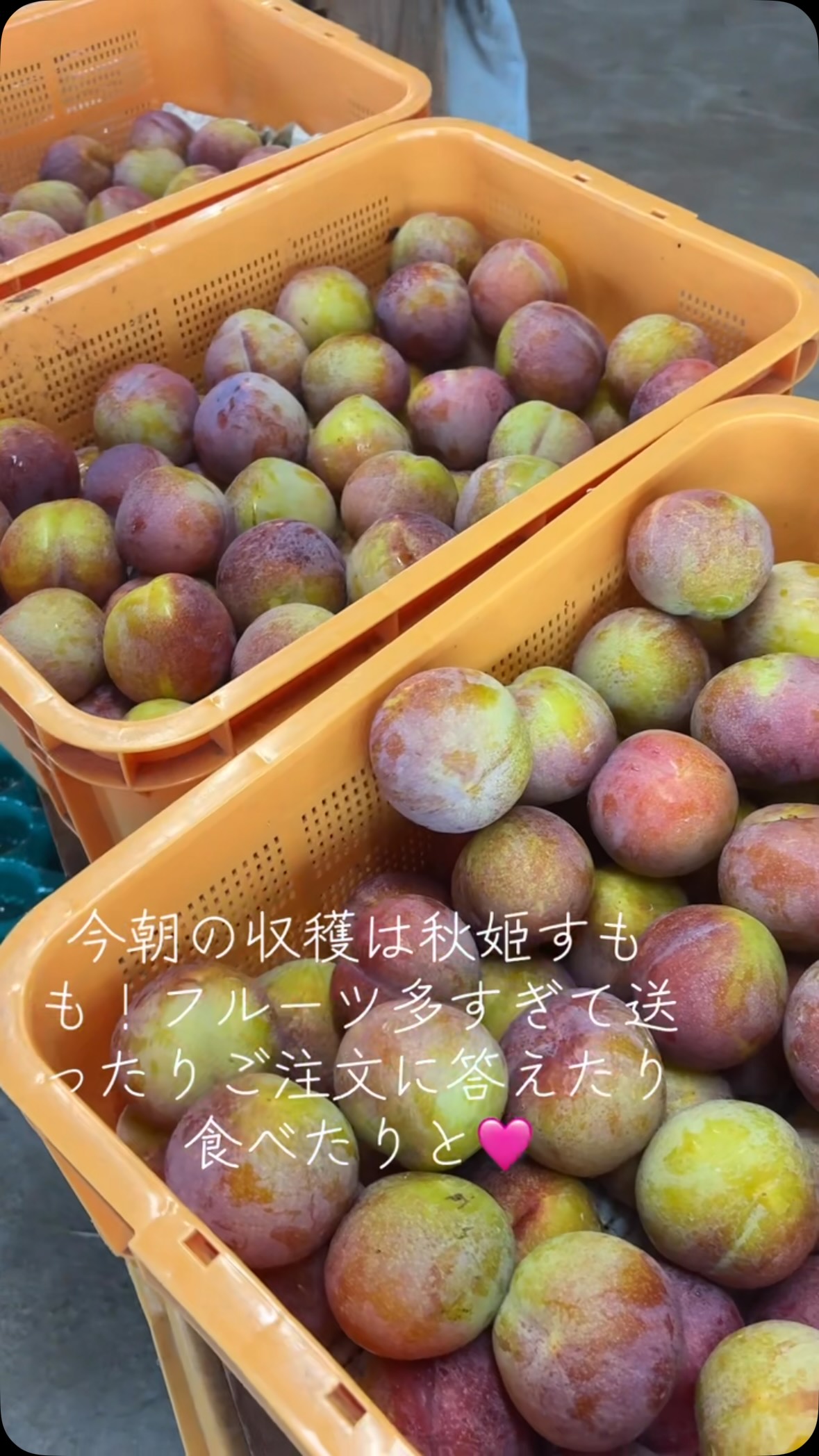 果物好きの皆さん、お待たせしました✨