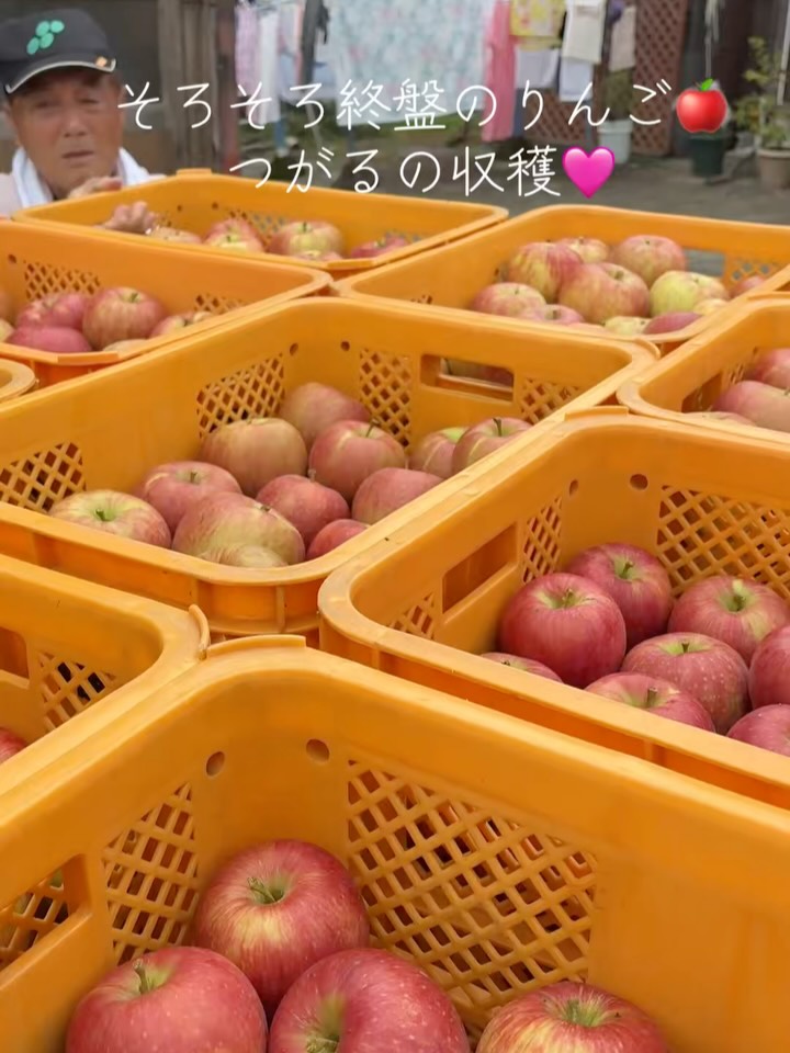 つがるの収穫はまだまだ続きます✨