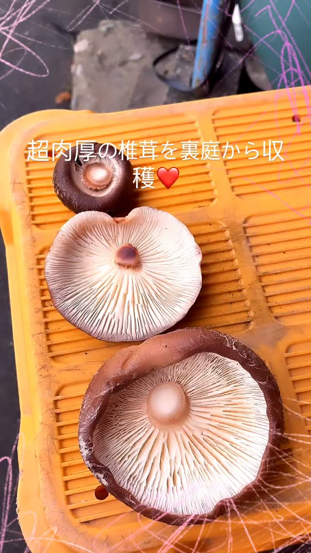 おはようございます！当宿の裏庭から今朝、新鮮な肉厚椎茸をお届