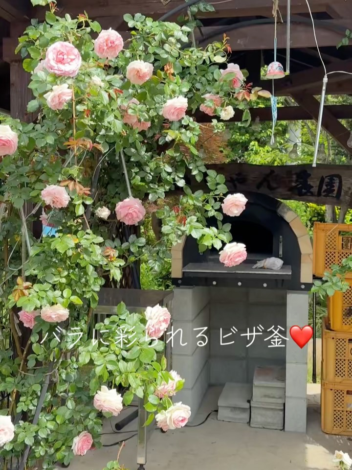 満開のバラが香り立つ庭園へ、ようこそ