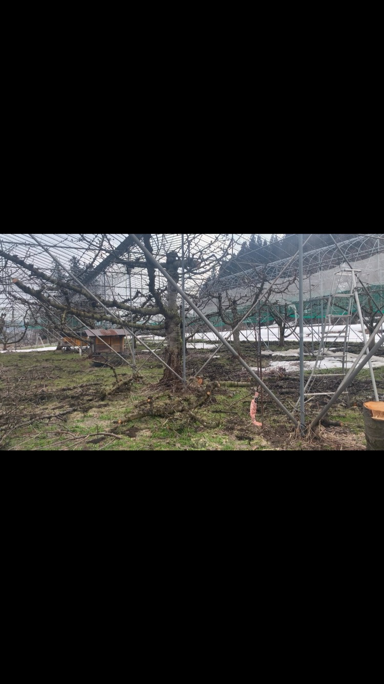 春の訪れとともに、さくらんぼ畑では剪定作業ごの枝の後始末して