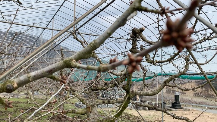 春の訪れとともに、さくらんぼ紅秀峰の芽かき作業がスタートしま