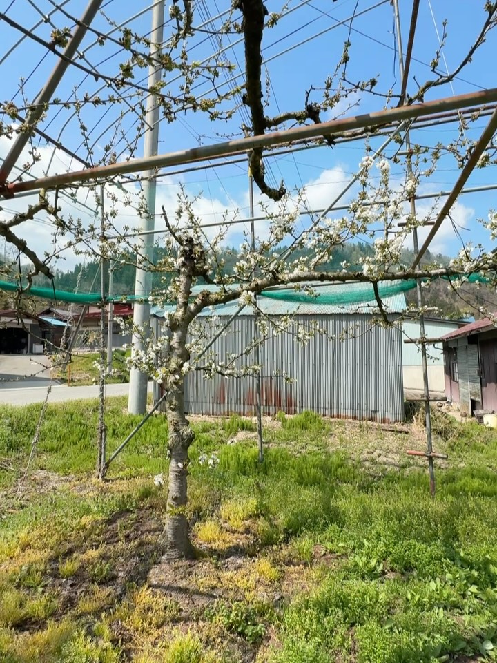 こんばんは 今日は暖かい春の日差しに包まれて、私たちの庭では