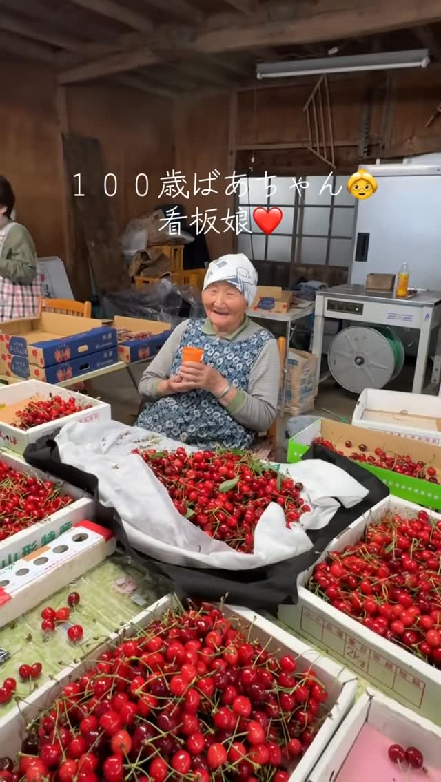 さくらんぼの季節がやってきました
