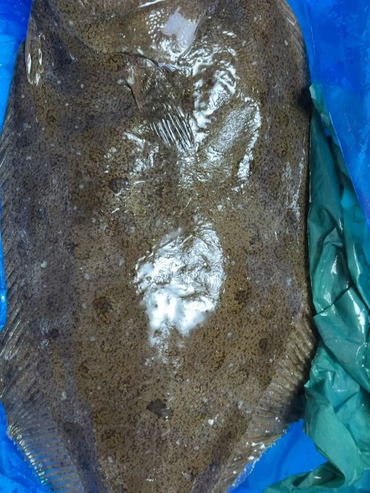 お歳暮に、夫の友人から大きなヒラメが届きました！最初見た時、