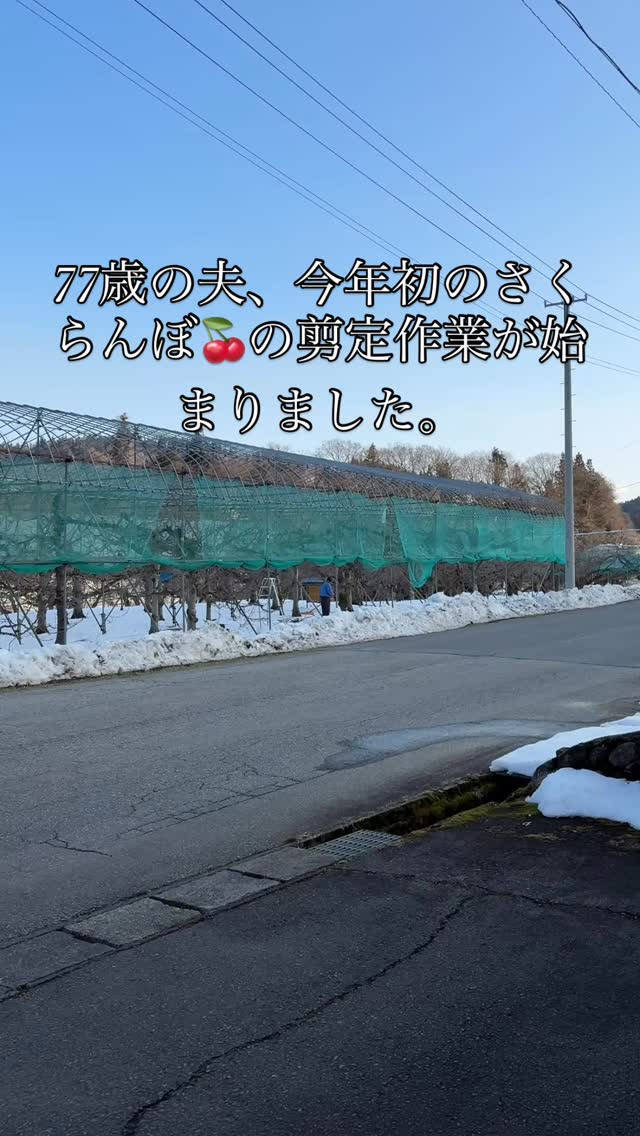 おはようございます ピュアでジューシーなさくらんぼをお届けす