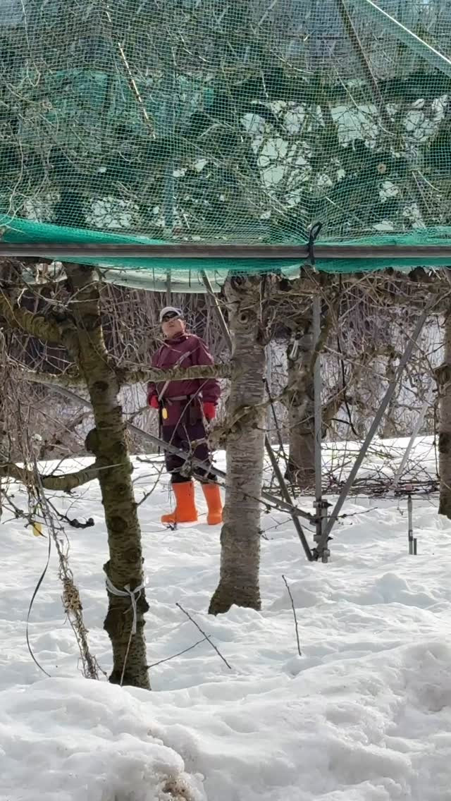 おはようございますさくらんぼ農園より皆様にホットなニュースを