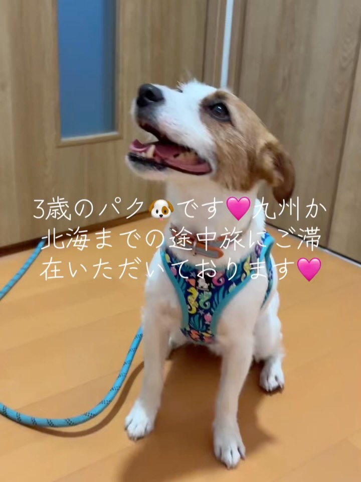 ようこそ、ペットフレンドリーな我が民宿へ