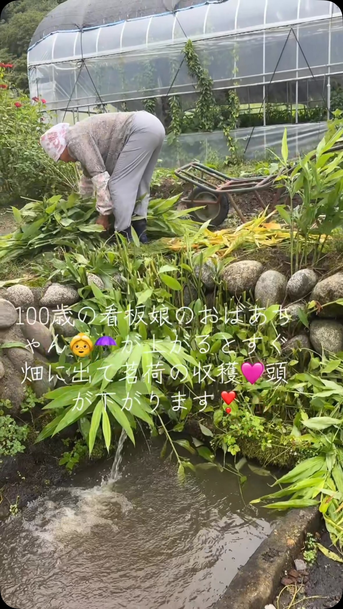 看板娘であるおばあちゃんの朝の習慣