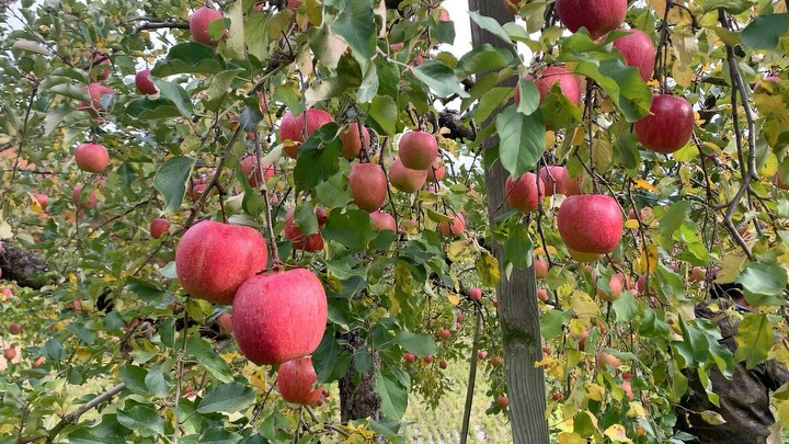 こんにちは✨！今朝は、今年一番の濃い朝靄の中を通って、無人直