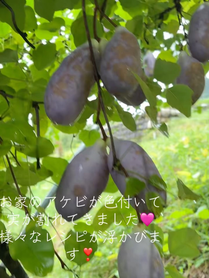 秋の味覚を楽しむ準備はできていますか？