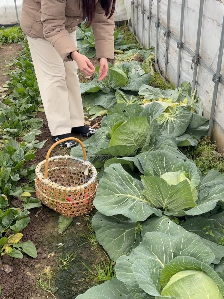 こんにちは 本日は大雪の中、山形の村山総合支庁管轄「冬の収穫