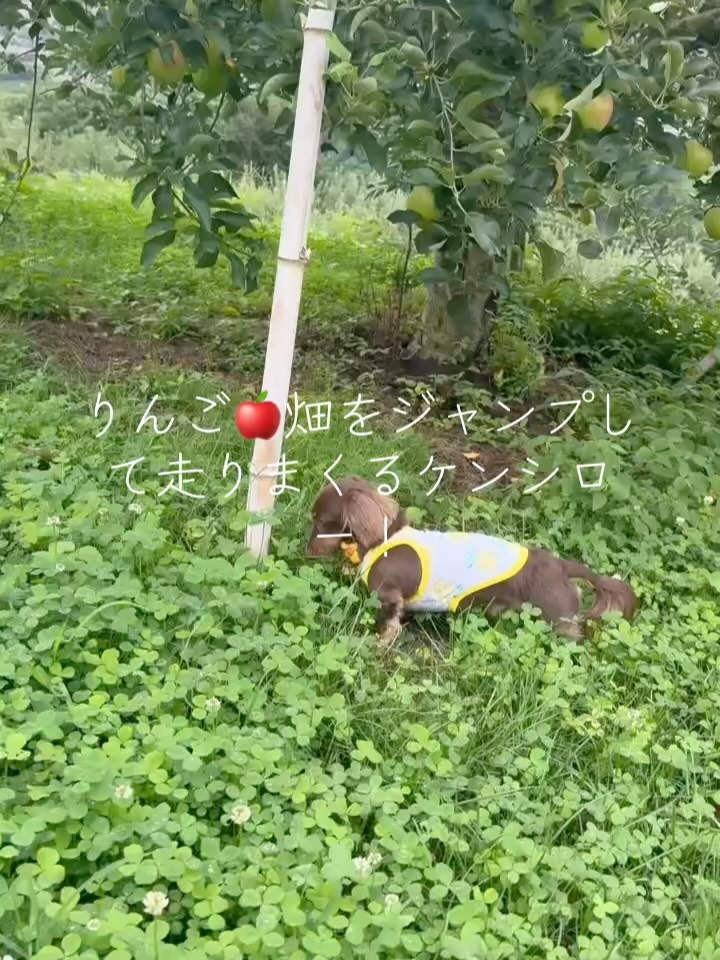 ケンシローの楽園発見
