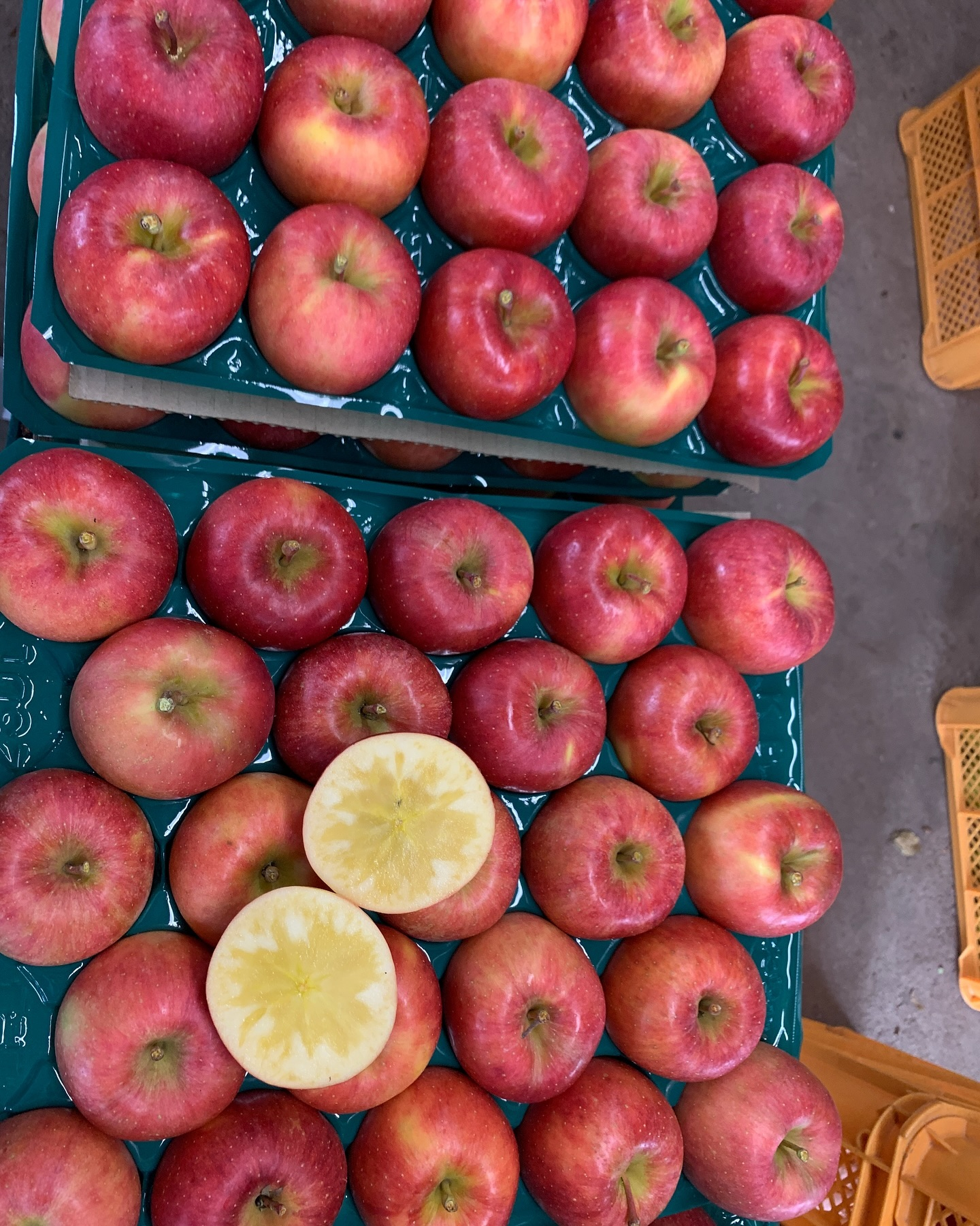 お陰様で、高徳第一弾の収穫を迎えることができました✨