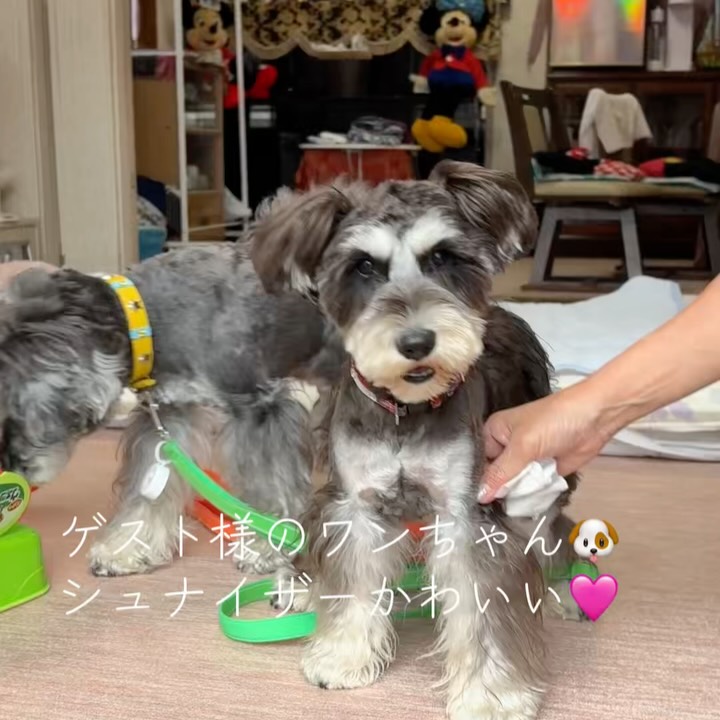 犬も人も楽しめる朝のスタート✨