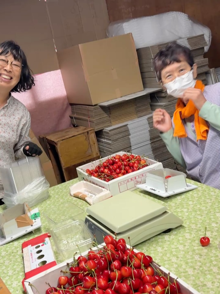 さくらんぼ紅秀峰の季節がやってきました