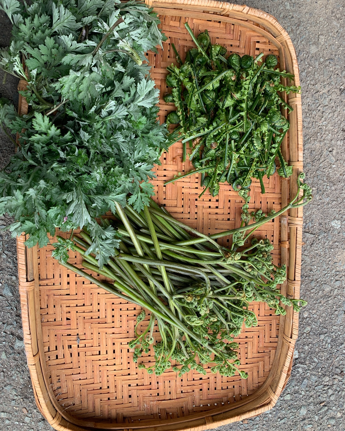 今年の最初の山菜シーズンがやって来ました！夫とともに、山の恵