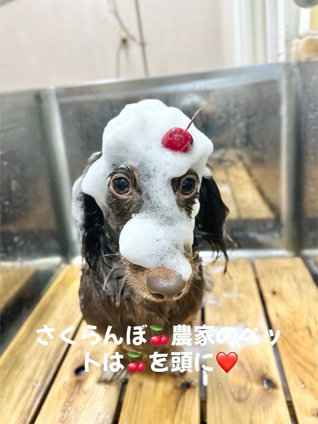 おはようございます！ 我が家は、ペットと一緒にご宿泊いただけ