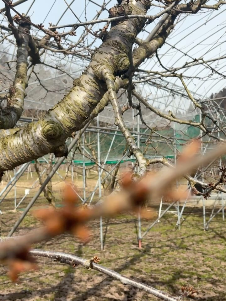 おはようございます今日は春の爽やかな快晴のもとで、「紅秀峰」