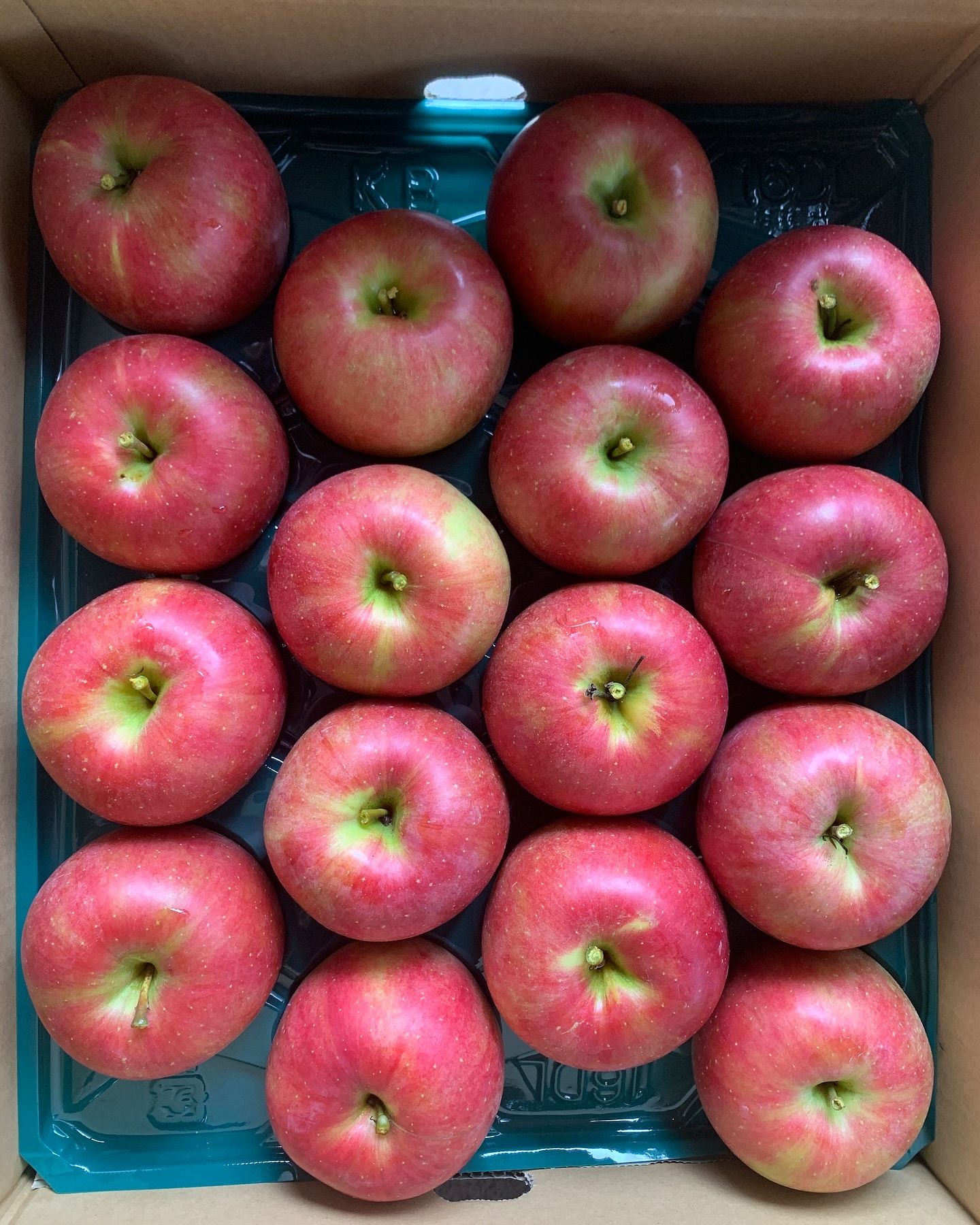 本日より、待ちに待ったりんご「シナノスィート」の初発送が開始