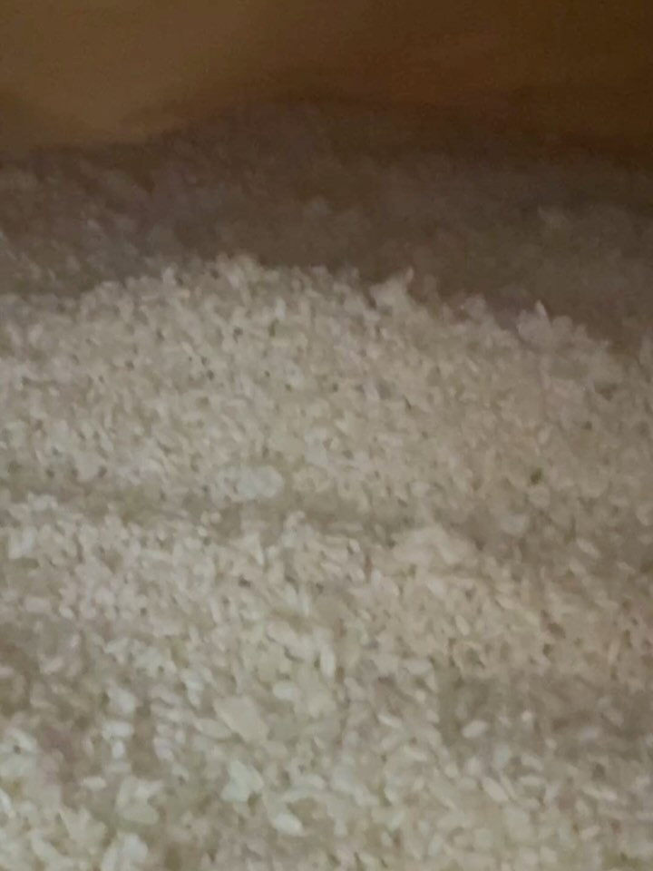 皆様のおかげで、3日目にして無事に出麹の完成を迎えました！ゲ