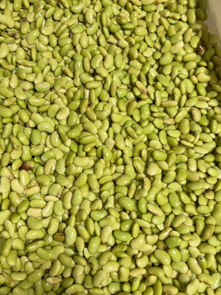 おはようございます！☀️今日は、味噌作り体験の最終日！午後か