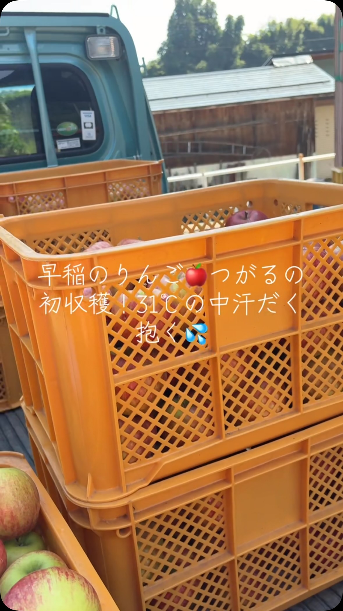 早熟りんご「つがる」が本日収穫されました✨