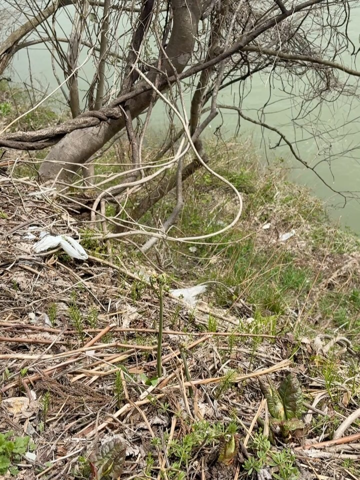 今日は民宿の裏山で素敵な発見がありました 日々の散歩の中で初