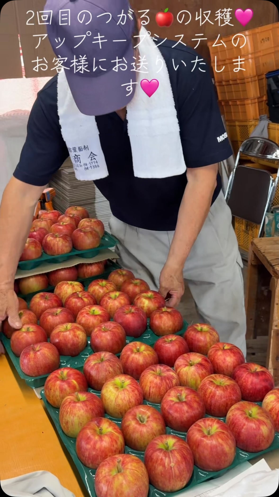 秋の訪れと共に、津軽のりんごが最高の味を迎えています！