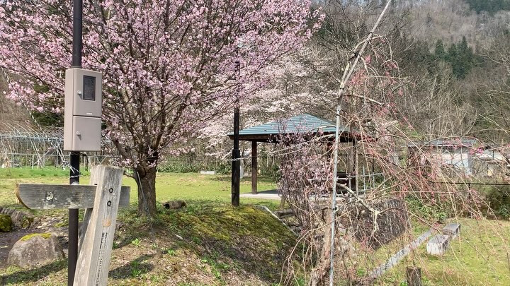 こんにちは！桜満開のご報告です✨30年前、貴重なご縁でスター