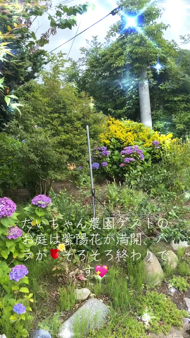 紫陽花が彩る庭で、心洗われるひとときを