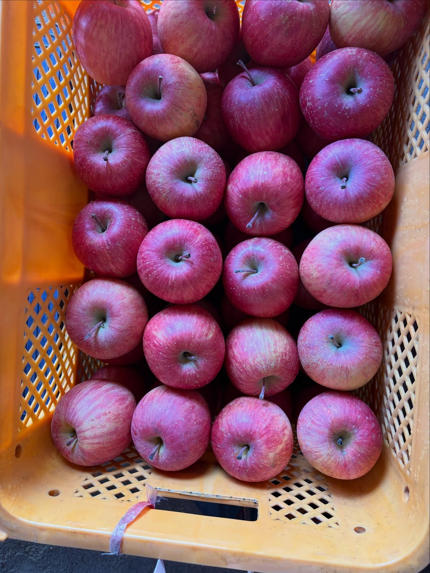 こんにちは  だいちゃん農園です