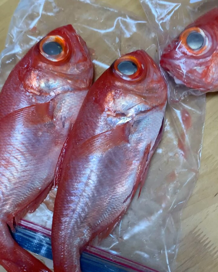 本日は、新鮮な金目鯛が入荷しました！✨ この金目鯛は、千葉県