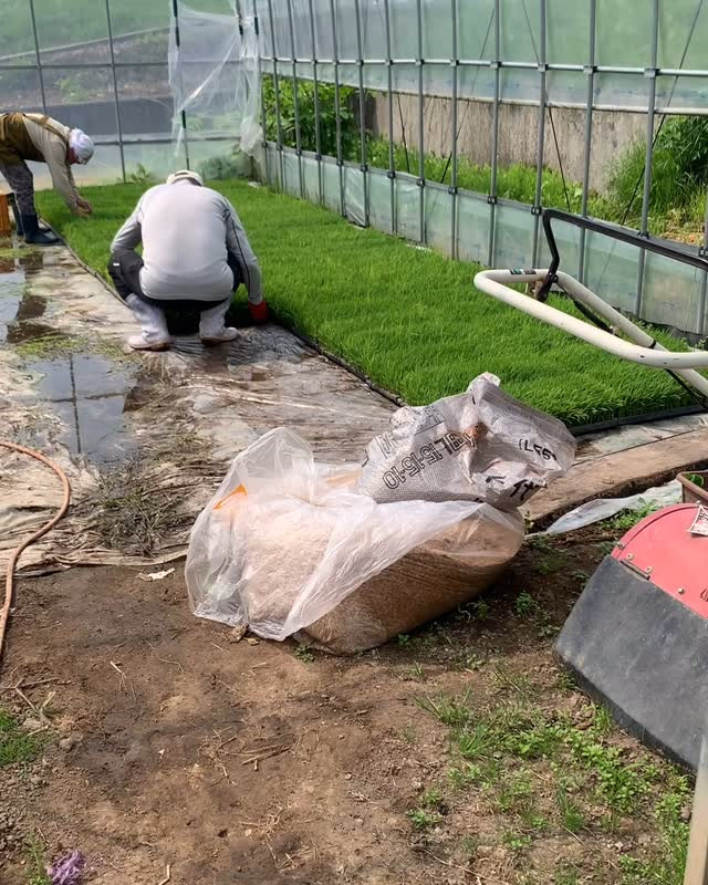 こんにちは、だいちゃん農園です！今日はここ山形で、まるで真夏