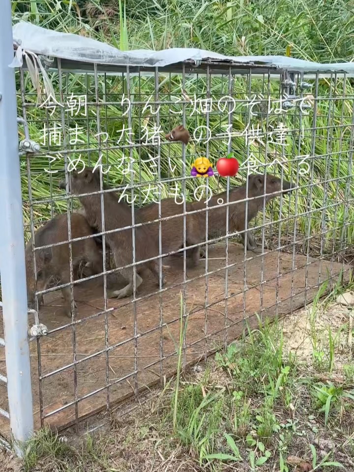 おはようございます