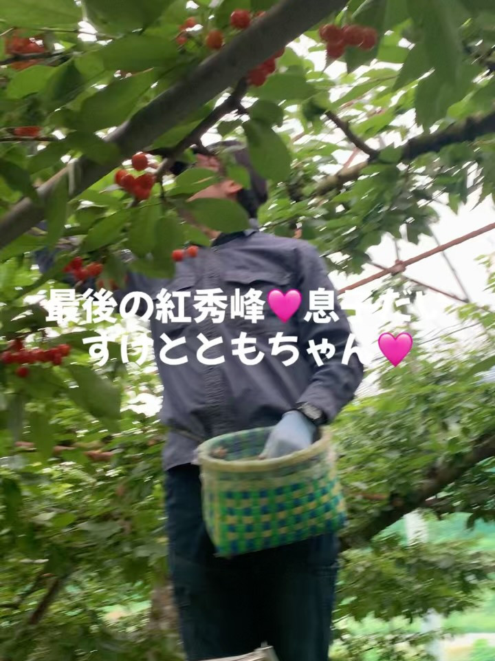 この度、だいちゃん農園では、皆様へ最高のさくらんぼをお届けす