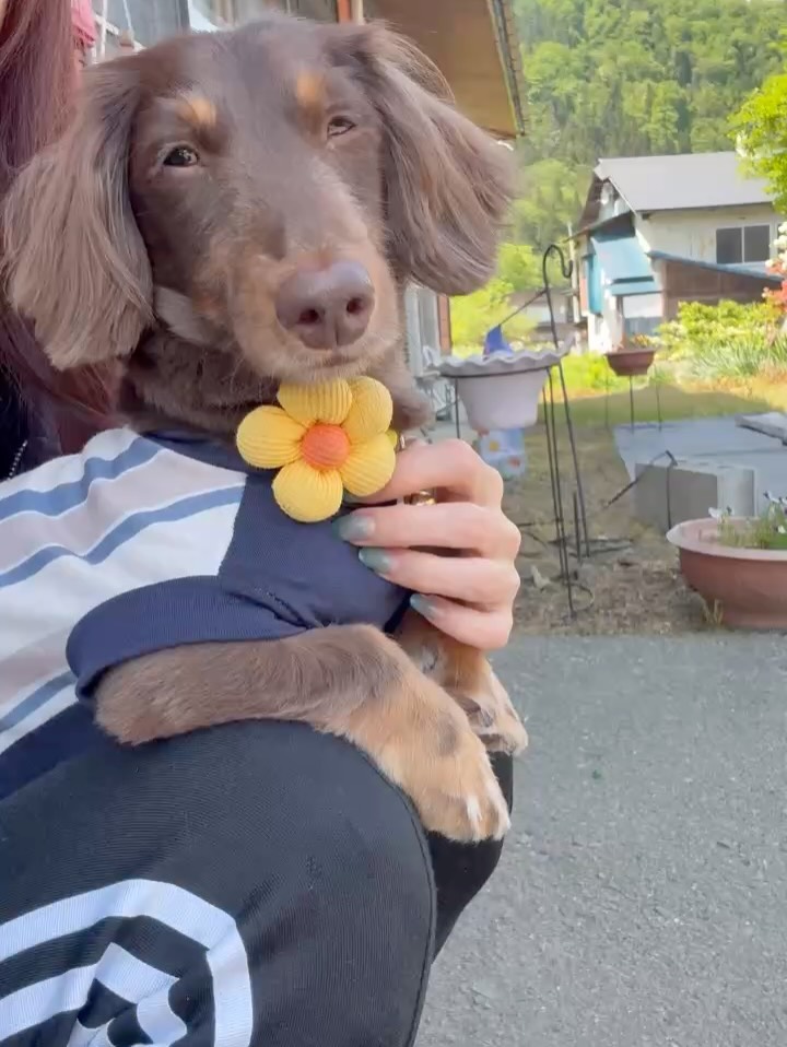 こんにちは、愛犬も家族の一員として大事にしたい皆さん！当民宿