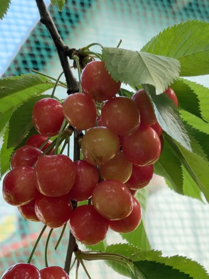 今年もさくらんぼの季節がやってきました！