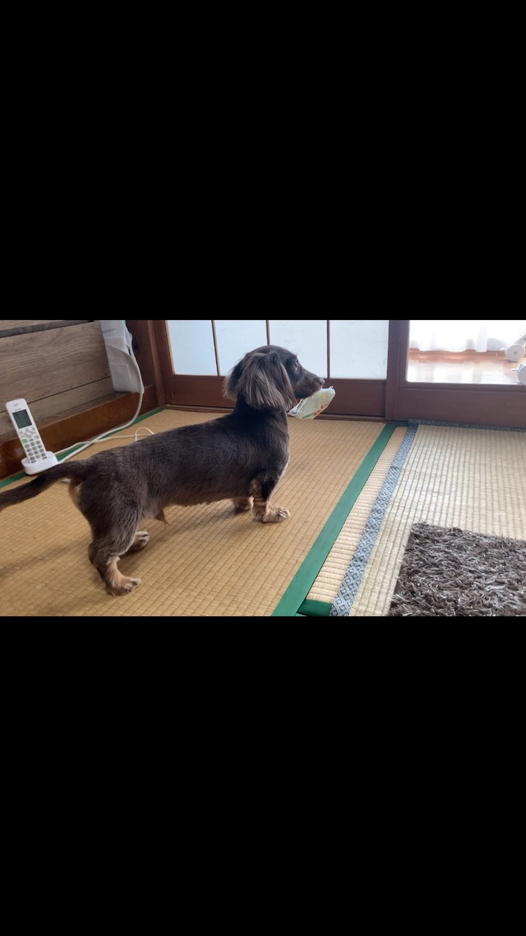 おはようございます！今日は東京から娘の可愛いワンちゃんが✨家