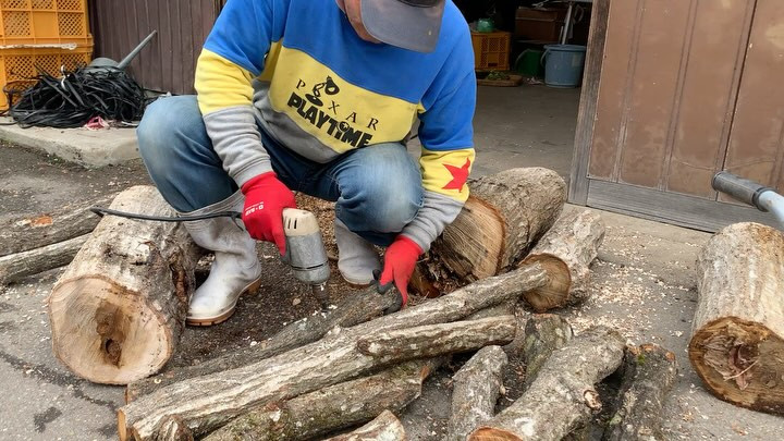 今日も当民宿は、椎茸の菌うちに励んでおります！✨看板娘、10