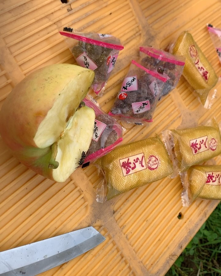 今年は幻のりんご「高徳」が何か変なんです