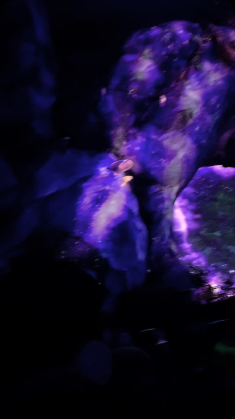 今日から3日間、東京ディズニーランドでのバカンスがスタートし