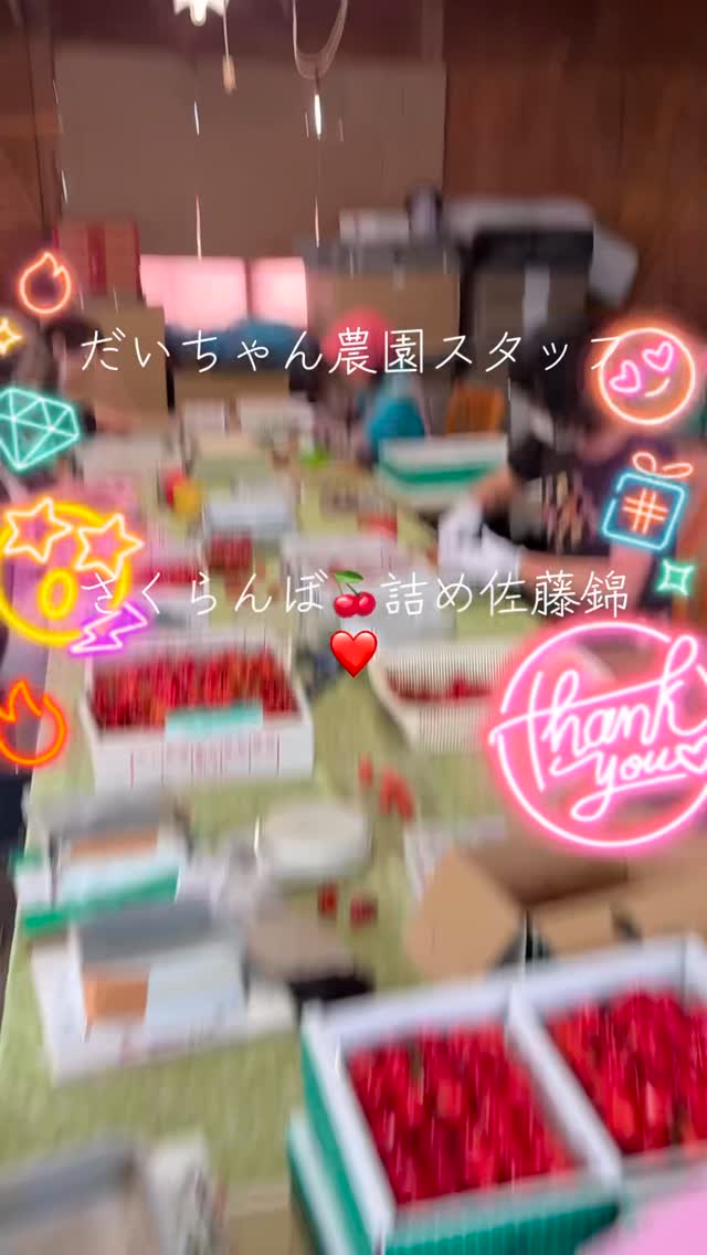 農園の朝は早いですが、今日もスタッフの皆さんとともに、佐藤錦